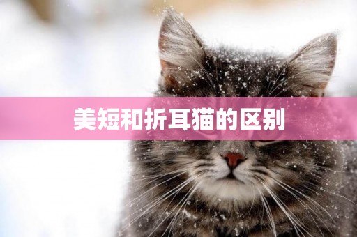美短和折耳貓的區別