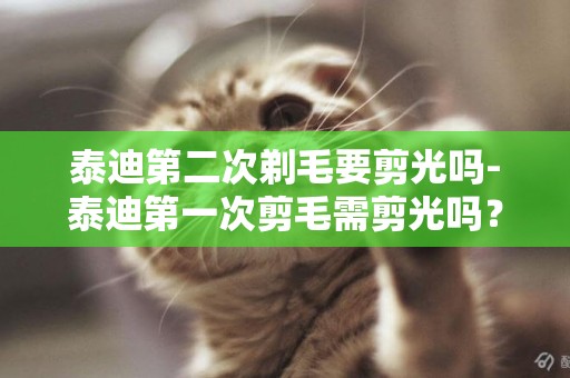 泰迪第二次剃毛要剪光嗎-泰迪第一次剪毛需剪光嗎？