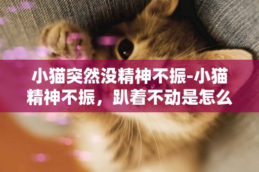 小貓突然沒精神不振-小貓精神不振，趴著不動是怎么回事！