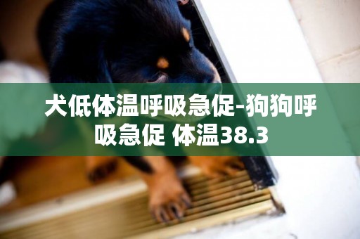 犬低體溫呼吸急促-狗狗呼吸急促 體溫38.3