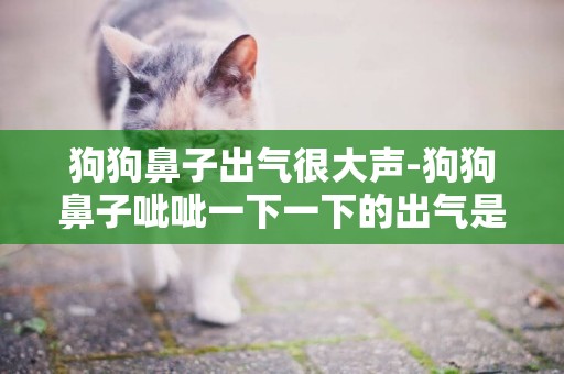 狗狗鼻子出氣很大聲-狗狗鼻子呲呲一下一下的出氣是怎么回事