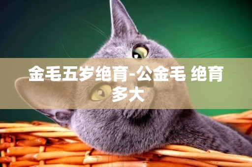 金毛五歲絕育-公金毛 絕育 多大
