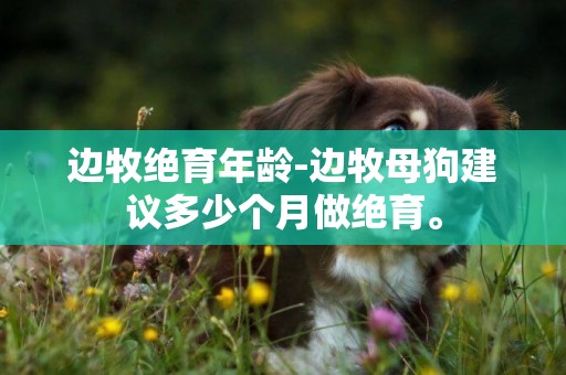 邊牧絕育年齡-邊牧母狗建議多少個月做絕育。