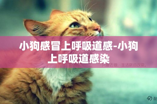 小狗感冒上呼吸道感-小狗上呼吸道感染