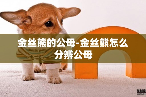 金絲熊的公母-金絲熊怎么分辨公母