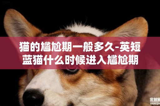 貓的尷尬期一般多久-英短藍貓什么時候進入尷尬期