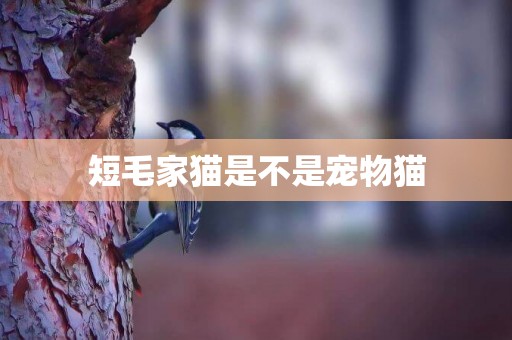 短毛家貓是不是寵物貓