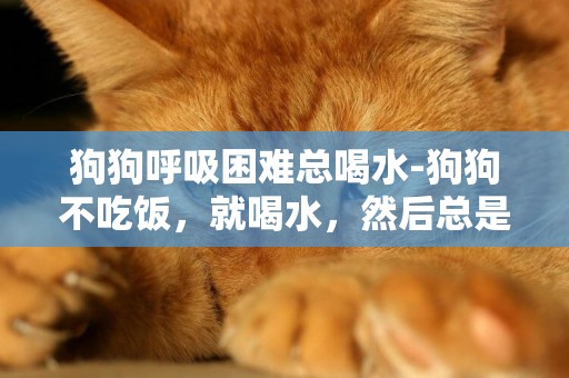 狗狗呼吸困難總喝水-狗狗不吃飯，就喝水，然后總是呼哧呼哧的喘氣，在我家都有14-15年了，