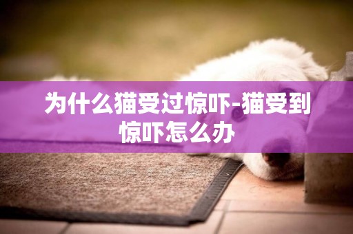 為什么貓受過驚嚇-貓受到驚嚇怎么辦