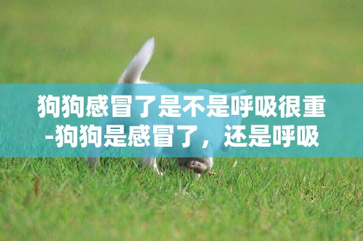 狗狗感冒了是不是呼吸很重-狗狗是感冒了，還是呼吸道發炎了？