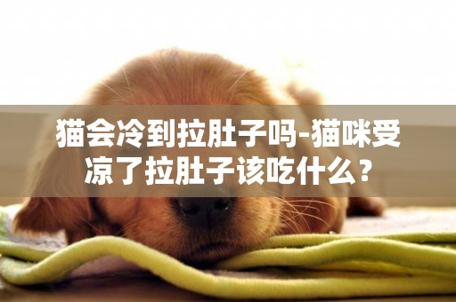 貓會冷到拉肚子嗎-貓咪受涼了拉肚子該吃什么？