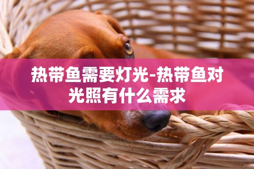 熱帶魚需要燈光-熱帶魚對光照有什么需求
