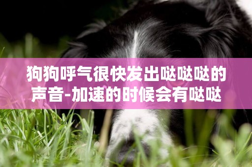 狗狗呼氣很快發出噠噠噠的聲音-加速的時候會有噠噠噠的聲音嗎