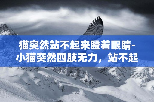 貓突然站不起來瞪著眼睛-小貓突然四肢無力，站不起來怎么回事？