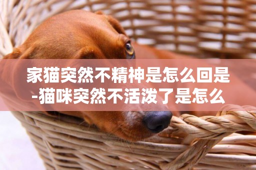 家貓突然不精神是怎么回是-貓咪突然不活潑了是怎么回事？