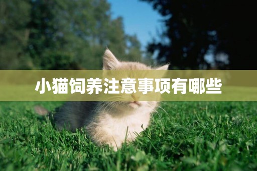 小貓飼養注意事項有哪些