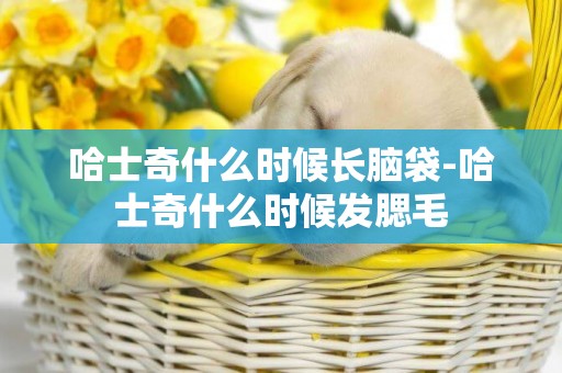 哈士奇什么時候長腦袋-哈士奇什么時候發腮毛