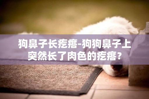 狗鼻子長疙瘩-狗狗鼻子上突然長了肉色的疙瘩？