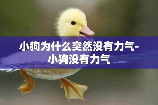 小狗為什么突然沒有力氣-小狗沒有力氣