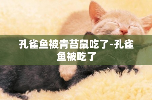 孔雀魚被青苔鼠吃了-孔雀魚被吃了