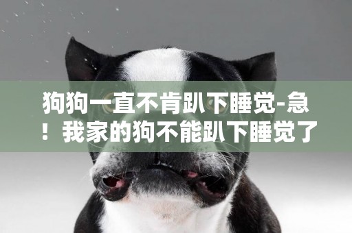 狗狗一直不肯趴下睡覺-急！我家的狗不能趴下睡覺了