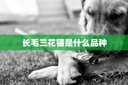 長毛三花貓是什么品種