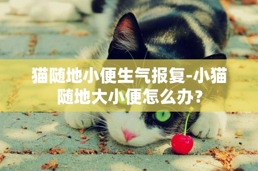 貓隨地小便生氣報復-小貓隨地大小便怎么辦？