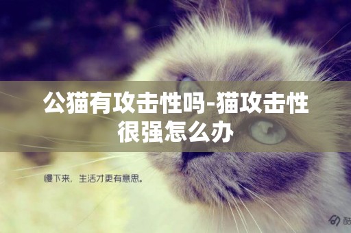 公貓有攻擊性嗎-貓攻擊性很強怎么辦