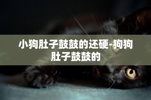 小狗肚子鼓鼓的還硬-狗狗肚子鼓鼓的