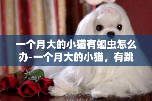 一個月大的小貓有蛔蟲怎么辦-一個月大的小貓，有跳蚤怎么辦