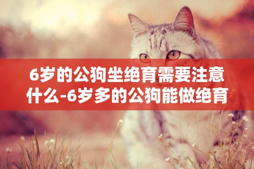 6歲的公狗坐絕育需要注意什么-6歲多的公狗能做絕育嗎