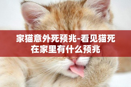 家貓意外死預兆-看見貓死在家里有什么預兆