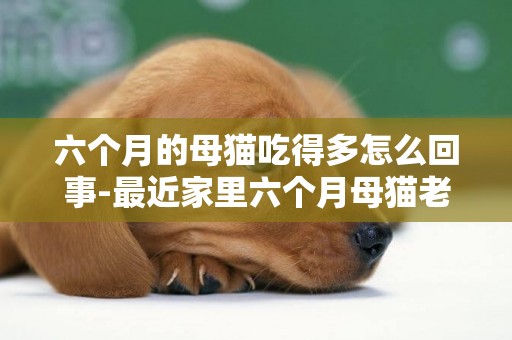 六個月的母貓吃得多怎么回事-最近家里六個月母貓老是叫怎么回事