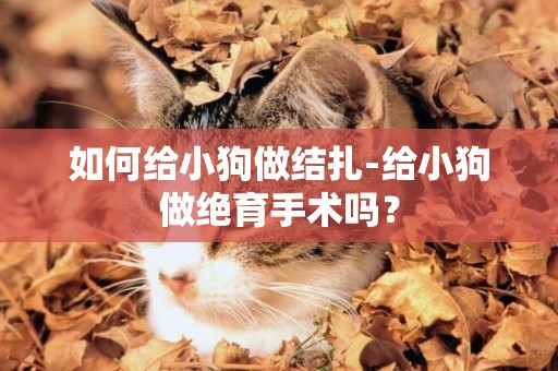 如何給小狗做結扎-給小狗做絕育手術嗎？