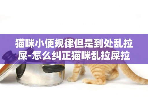 貓咪小便規律但是到處亂拉屎-怎么糾正貓咪亂拉屎拉尿