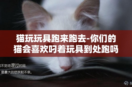 貓玩玩具跑來跑去-你們的貓會喜歡叼著玩具到處跑嗎