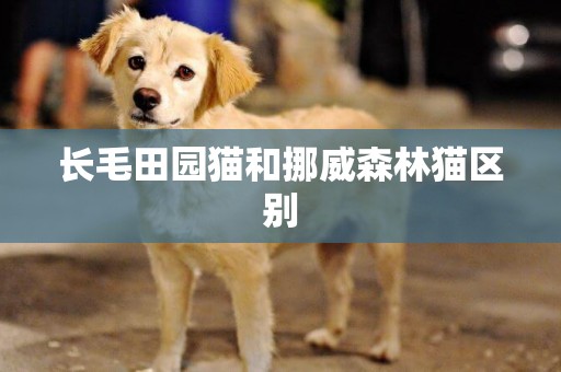 長毛田園貓和挪威森林貓區別