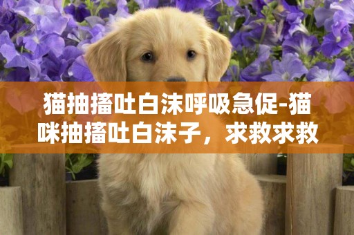 貓抽搐吐白沫呼吸急促-貓咪抽搐吐白沫子，求救求救！