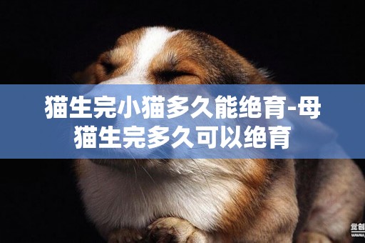 貓生完小貓多久能絕育-母貓生完多久可以絕育