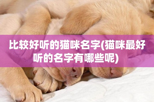 比較好聽的貓咪名字(貓咪最好聽的名字有哪些呢) 