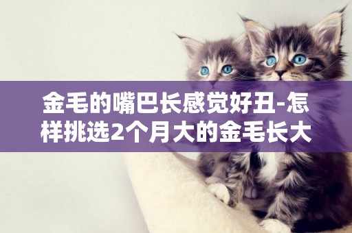 金毛的嘴巴長感覺好丑-怎樣挑選2個月大的金毛長大以后嘴長的好看