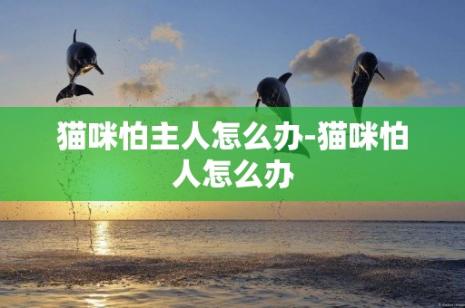 貓咪怕主人怎么辦-貓咪怕人怎么辦