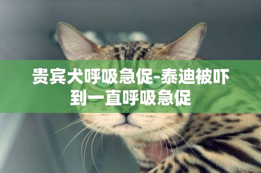 貴賓犬呼吸急促-泰迪被嚇到一直呼吸急促