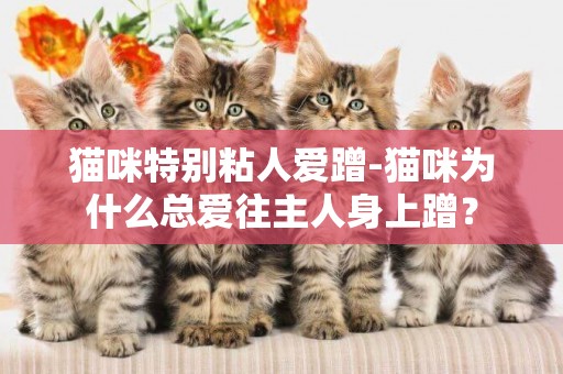 貓咪特別粘人愛蹭-貓咪為什么總愛往主人身上蹭？