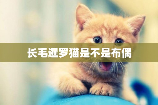長毛暹羅貓是不是布偶