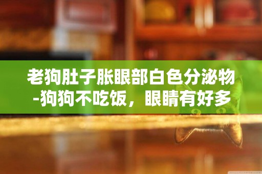 老狗肚子脹眼部白色分泌物-狗狗不吃飯，眼睛有好多白色分泌物
