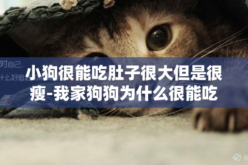 小狗很能吃肚子很大但是很瘦-我家狗狗為什么很能吃卻很瘦
