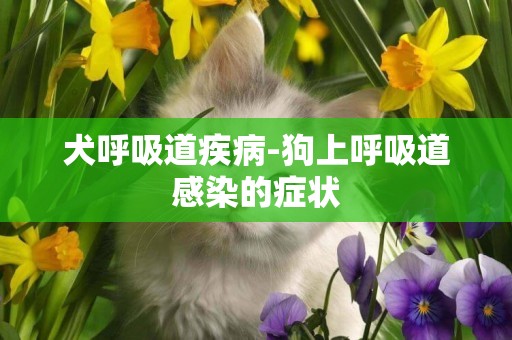 犬呼吸道疾病-狗上呼吸道感染的癥狀