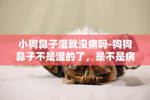 小狗鼻子濕就沒病嗎-狗狗鼻子不是濕的了，是不是病了？