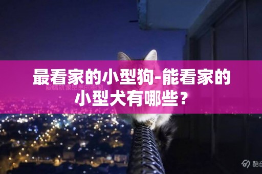 最看家的小型狗-能看家的小型犬有哪些？